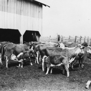 Cows and calves in creep feeding experiment