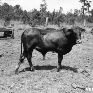 Afrikaner bull in pen