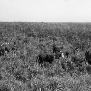Cattle grazing in reed pasture