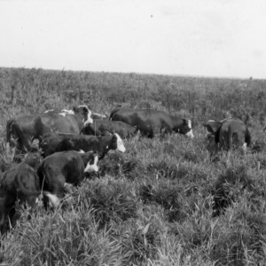 Cattle grazing in reed pasture