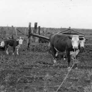 Cattle on range