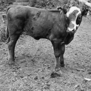 Calf from cross-breeding Hereford cow and Africander bull