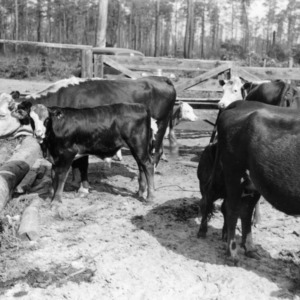 Cattle in breeding and feeding experiment