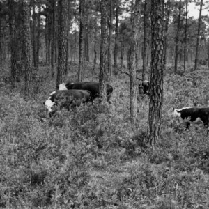 Cattle grazing in pond pine forest