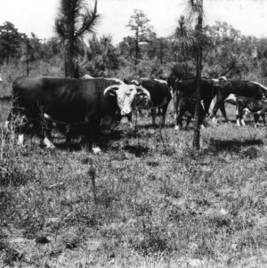Cattle grazing on burned range