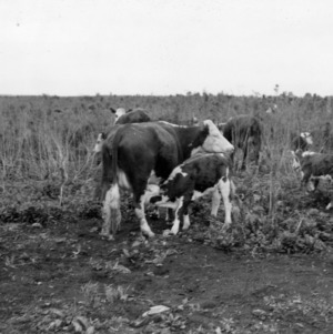 Cattle grazing on range