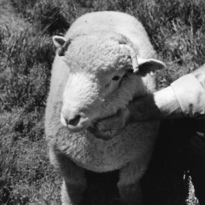 Dorset sheep at Animal Husbandry Farm