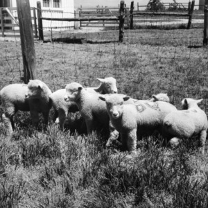 Dorset lambs at Animal Husbandry Farm