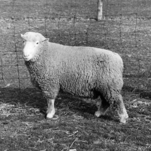 Dorset sheep at Animal Husbandry Farm