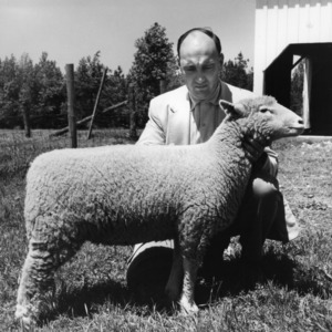 Man with Dorset sheep at Animal Husbandry Farm
