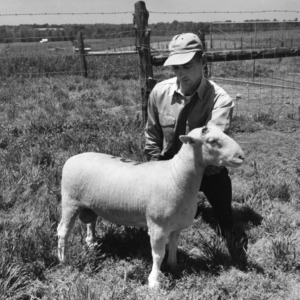 Man with shaved Dorset ram lamb at Animal Husbandry Farm
