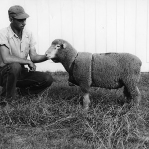 Man with Dorset sheep at Animal Husbandry Farm