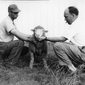 Men with Dorset ram at Animal Husbandry Farm
