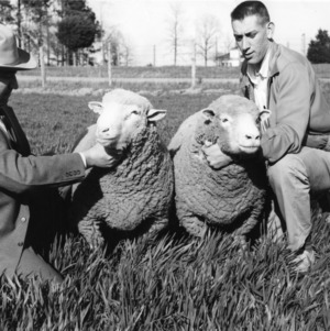 Men with Dorset sheep at Animal Husbandry Farm