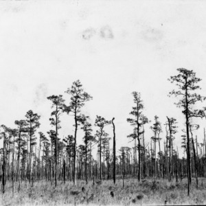 Pond pine forest susceptible to fire