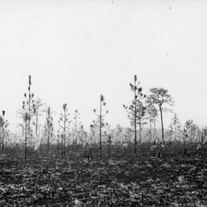 Long-leaf pine stand after fire