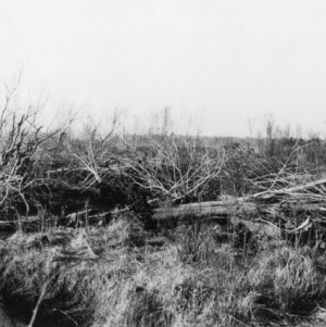Toppled trees after fire