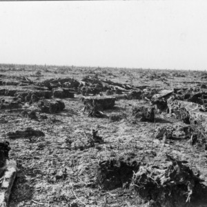 Pasture after fire
