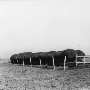 Hay stacks for cattle