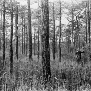 Man in reed forest used for grazing