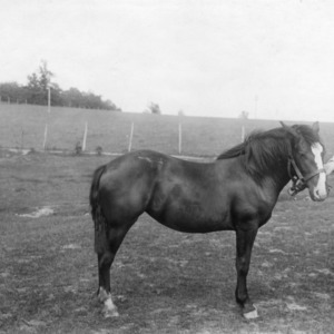 Man with yearling horse named Mary