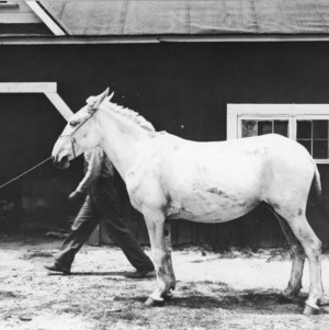 Men with horse named Lula
