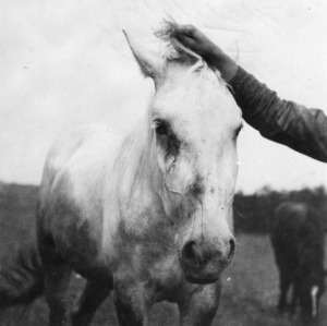 Horse named Bonny with bran disease