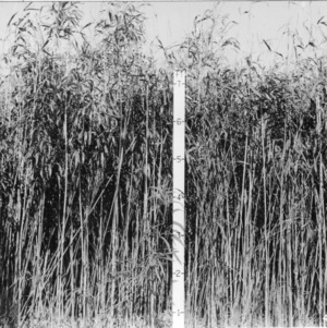 Reed pasture for grazing