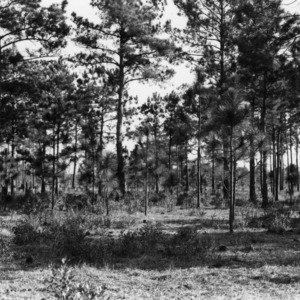Pine forest for grazing