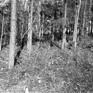 Woodgrass in loblolly forest