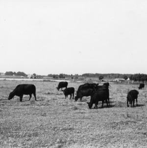 Angus cattle grazing in pasture
