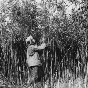 Man examining reed shoots