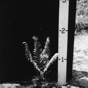 Cinnamon fern in experimental pasture