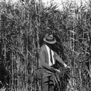 Man in reed field