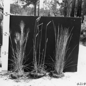 Grasses for research