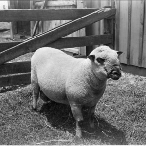 Purebred two-year-old Shropshire ram