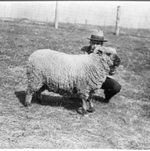 Purebred two-year-old Shropshire ram