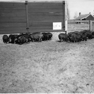Hogs in pen