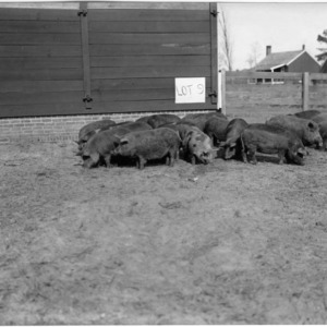 Hogs in pen