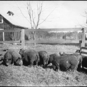 Pigs on Pender Farm