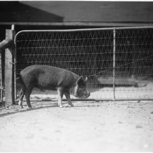 Pig in pen