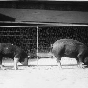 Two pigs in a pen