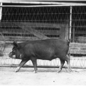 Pig in pen