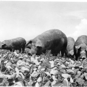 Duroc brood sows in soybean pasture