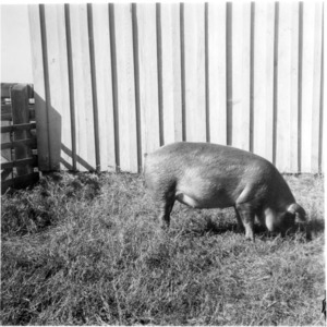 Pig in yard