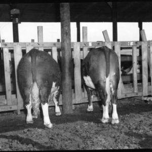 Cows in Stanchion