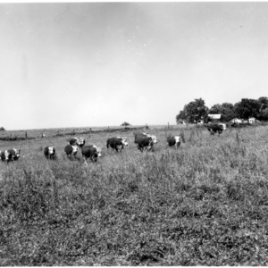 Beef Cattle in Pasture