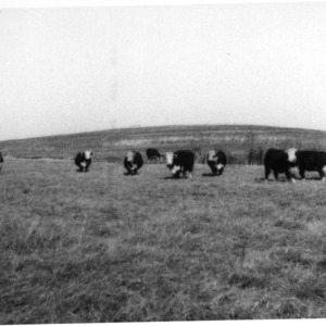 Purebred Cows in Pasture