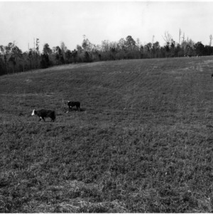 Pasture with Cows