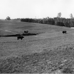 Pasture with Bulls